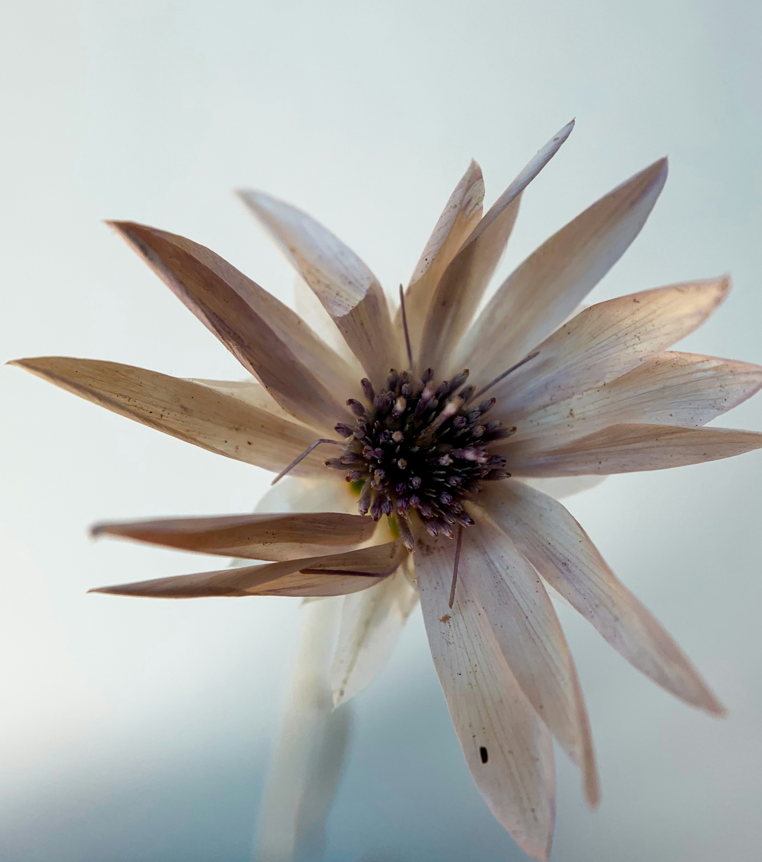 white flower in macro lens